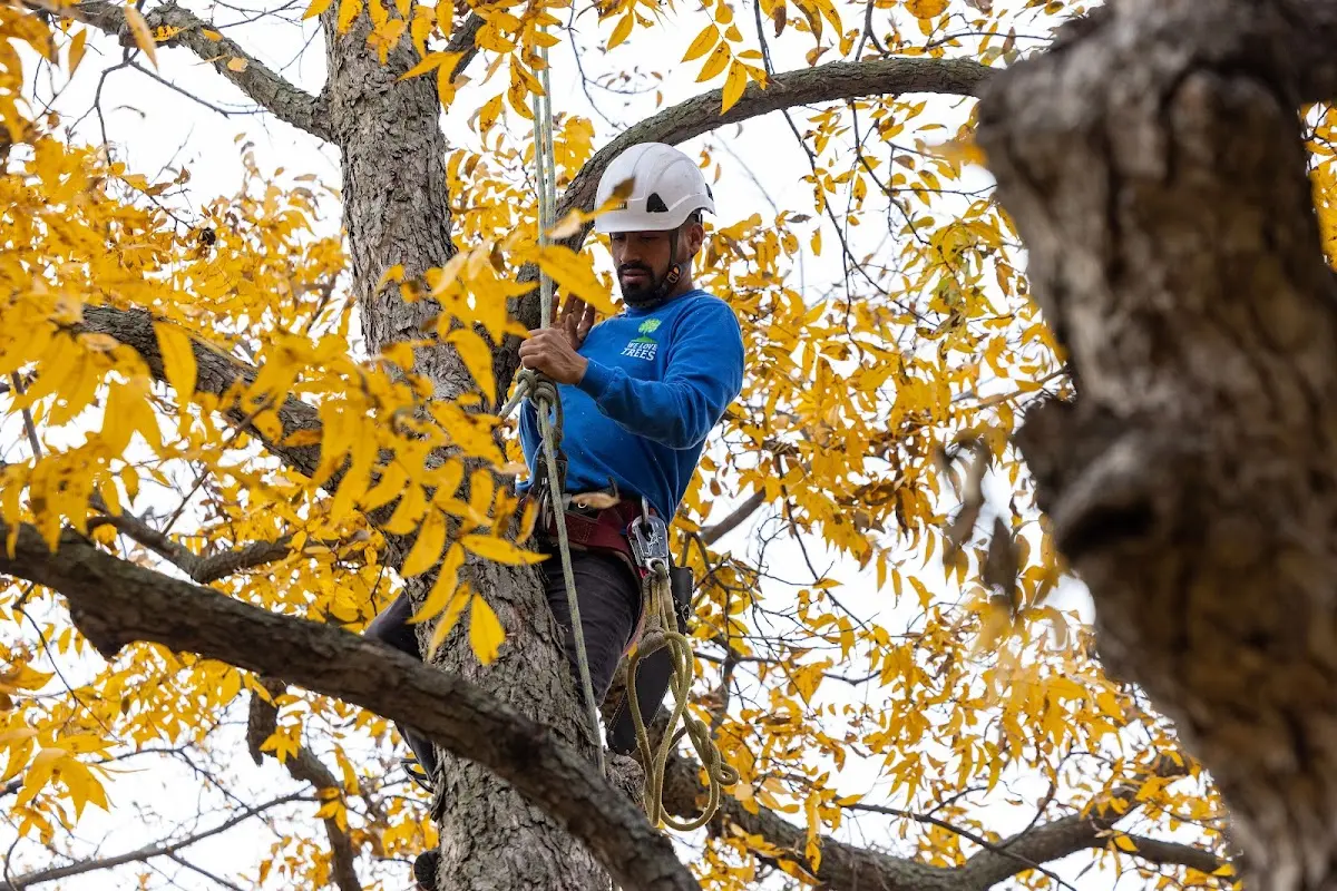 Skilled Tree Trimming crew working in Elma